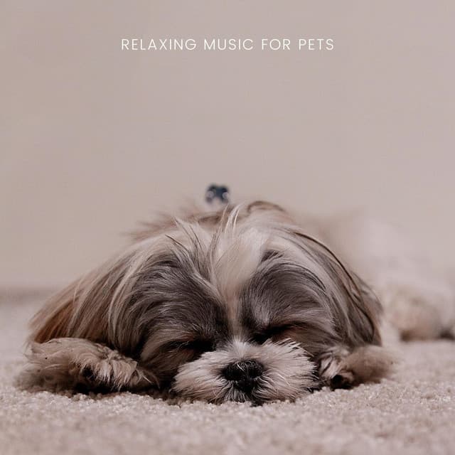 Relaxing Music For Pets - Relaxing Piano For Pets