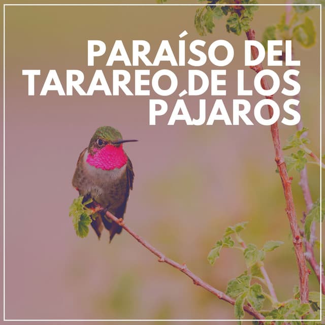 Paraíso del Tarareo de los Pájaros - Pájaros del Bosque
