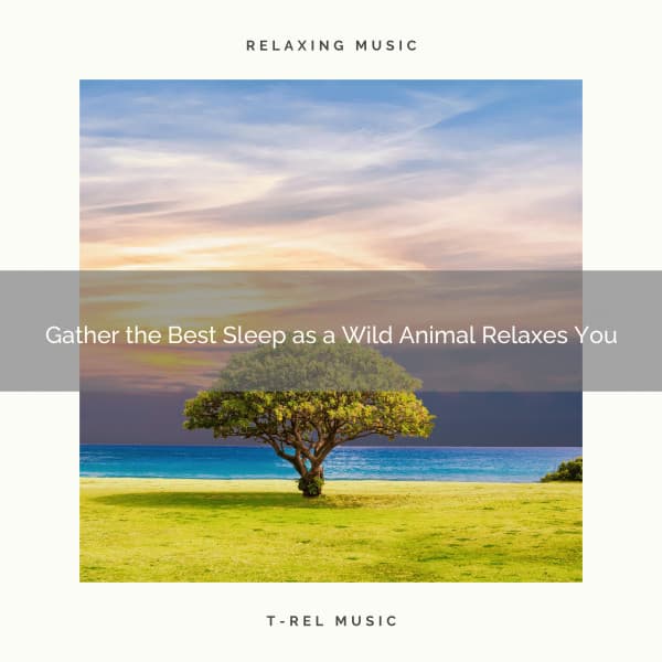 2020 Best: Gather the Best Sleep as a Wild Animal Relaxes You - Nature Noise