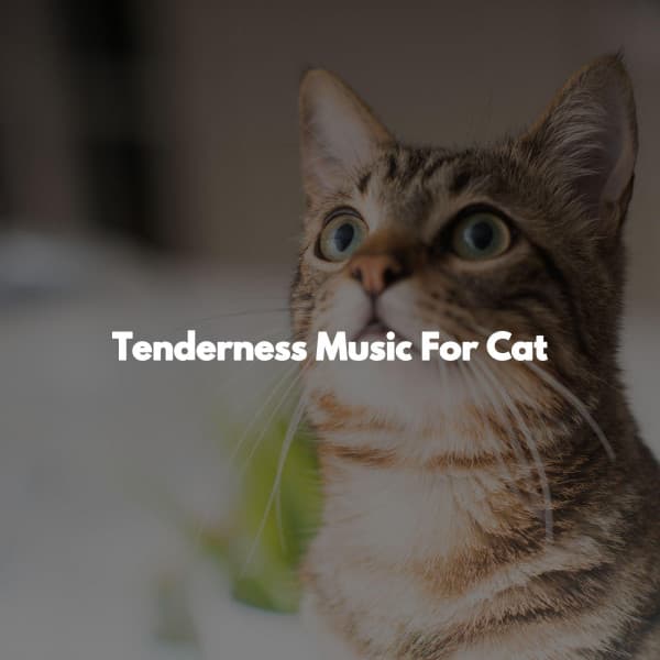Tenderness Music For Cat - Weekend Jazz Chillout