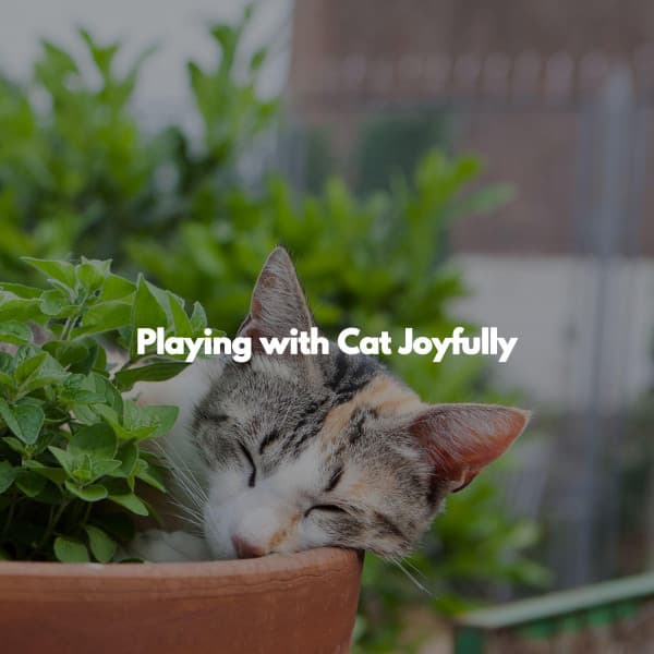 Playing with Cat Joyfully - Chill Lounge Music