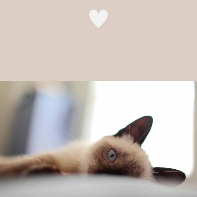 Family Cats - Background Music - Calm Cat Music