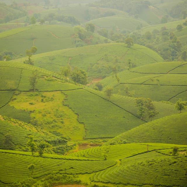 01 Noise Machine: Serenity - White Noise Therapy