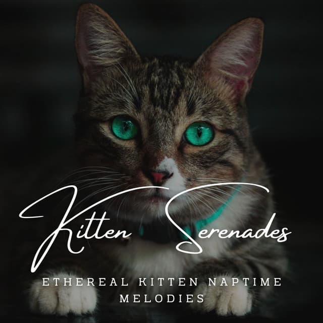 Kitten Serenades: Meditative Piano for Curious Whiskers - Piano Cat