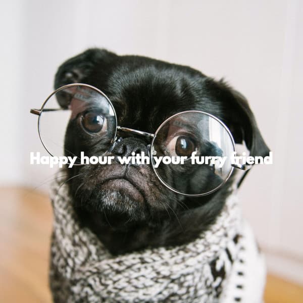 Happy hour with your furry friend - Trabajar desde Casa Background Musica