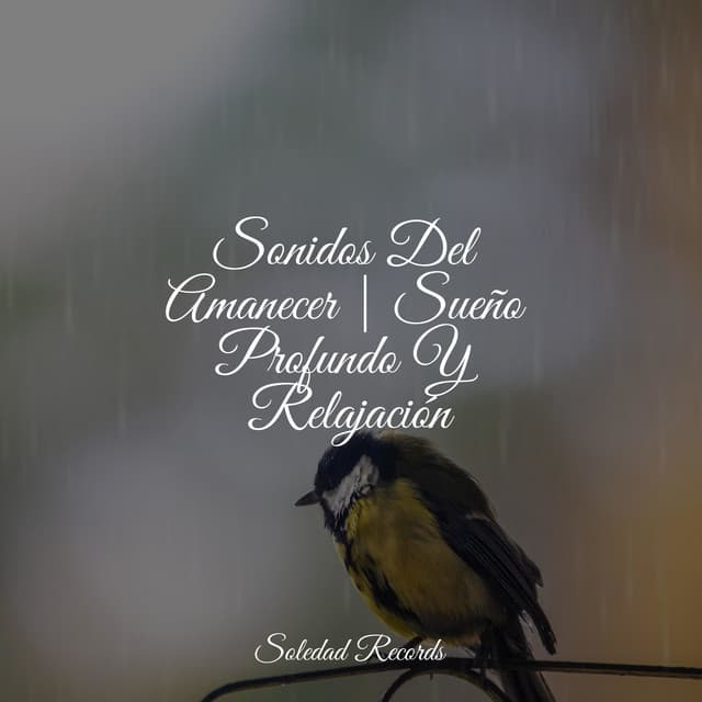 Sonidos Del Amanecer | Sueño Profundo Y Relajación - Unidad de música zen relajante