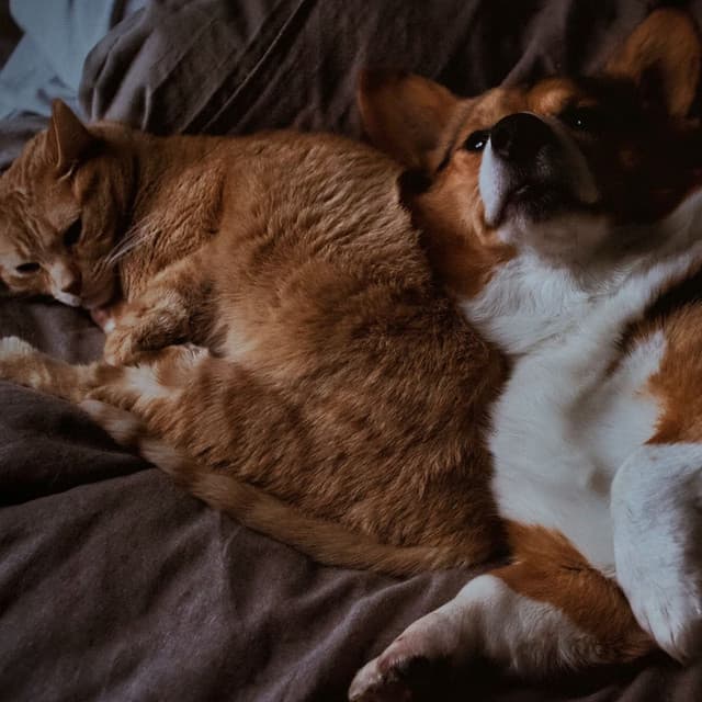 Lofi Pet Moments: Serene Melodies for Furry Friends - lofi stu