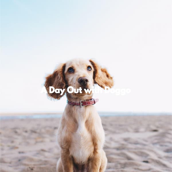 A Day Out with Doggo - Summer Jazz
