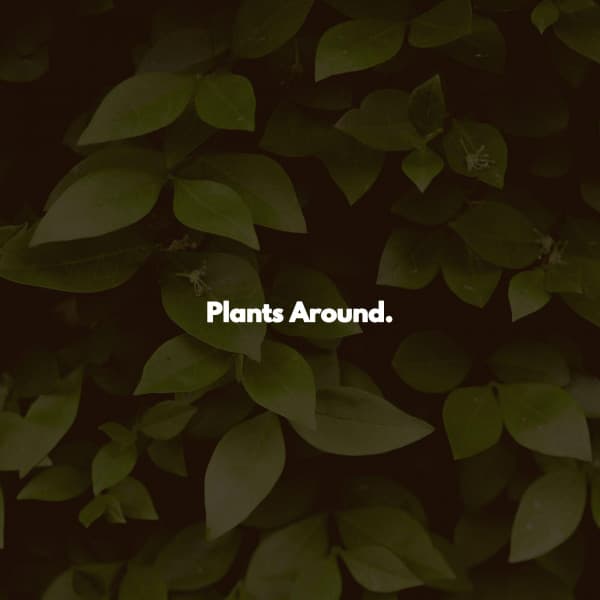 Plants Around. - Music for Stress Relief