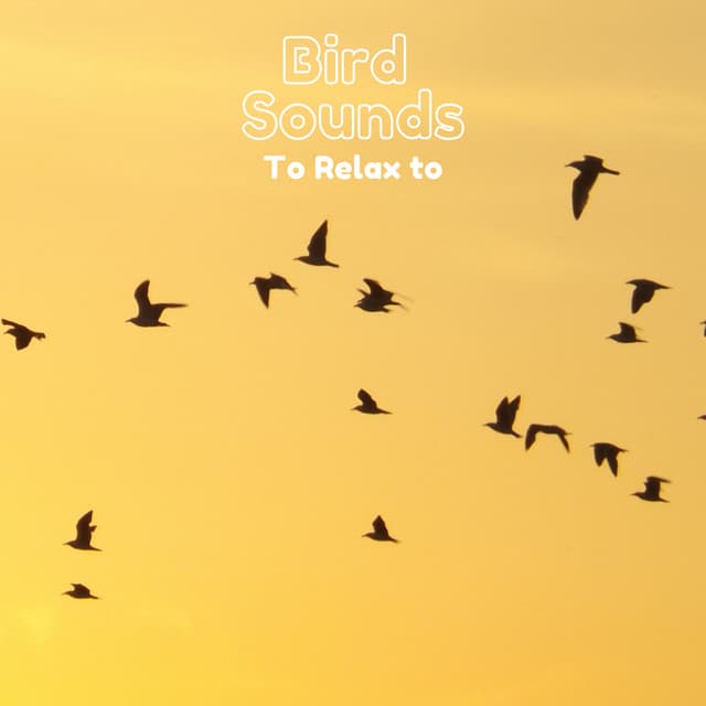 Bird Sounds To Relax To - Natural Sample Makers