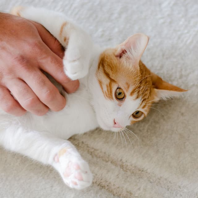 Cat Companionship: Serene Lofi Soundscapes of Feline Bond - The Cat Relaxer