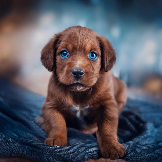 Ritmos Para Perros Con Lofi: Cadencia Suave Para Relajarse - Sonidos de ducha