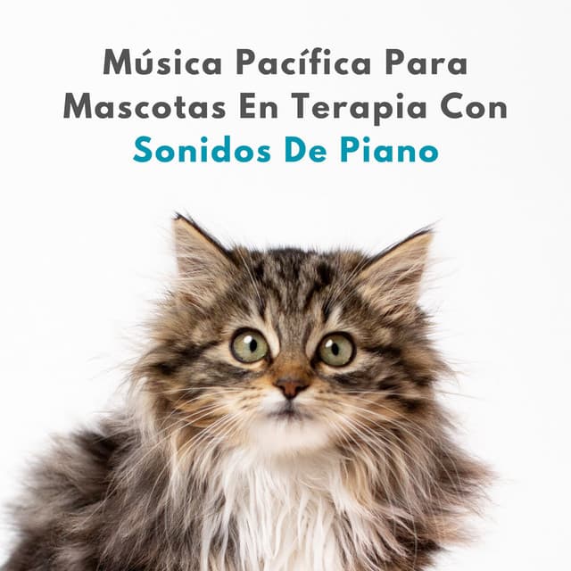 Música Pacífica Para Mascotas En Terapia Con Sonidos De Piano - Música Relajada de Piano