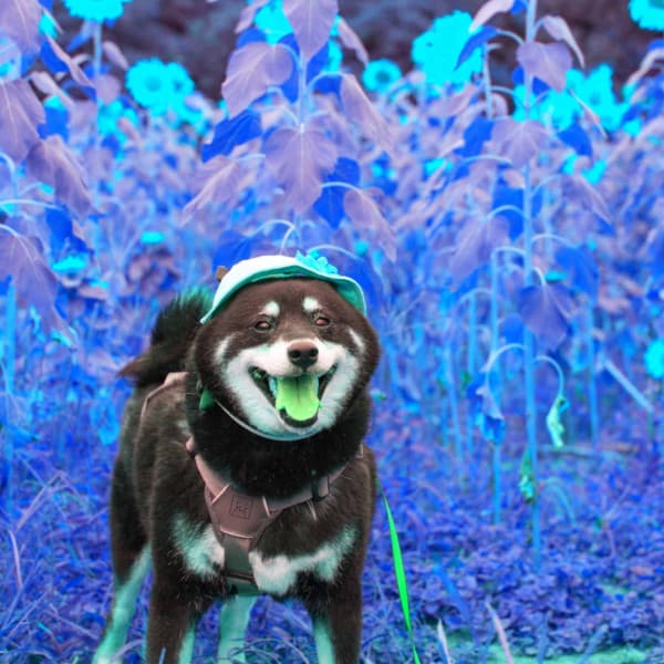 Terrific Guitar Jazz - Background for Puppy Blues - Dog Separation Anxiety Music