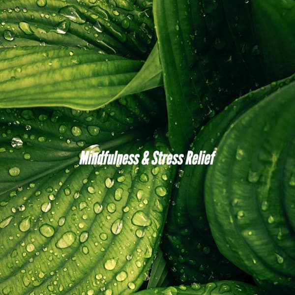 Mindfulness & Stress Relief - French Jazz Lounge