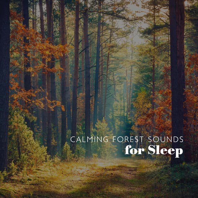 Calming Forest Sounds for Sleep - Zen Soothing Sounds of Nature
