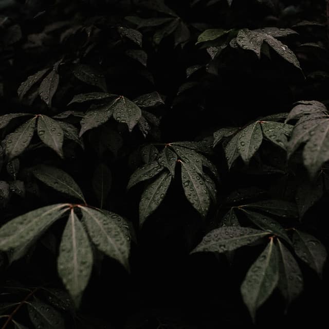 Relaxing Rainforest Sounds