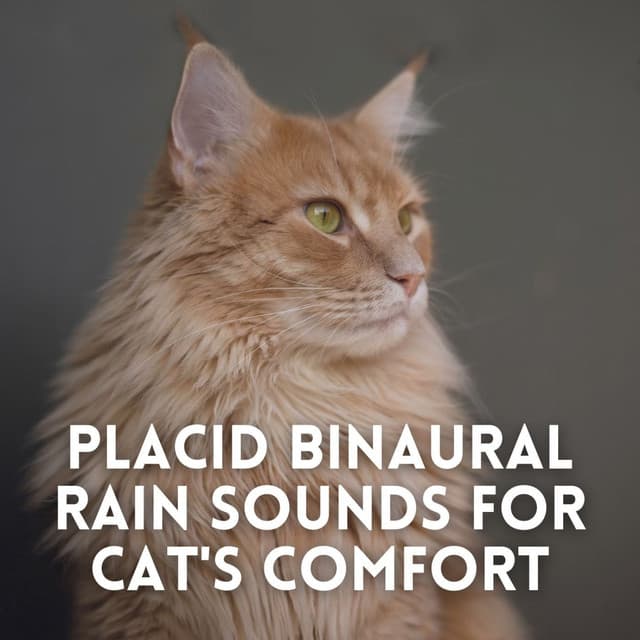 Placid Binaural Rain Sounds for Cat's Comfort - The Entrainment