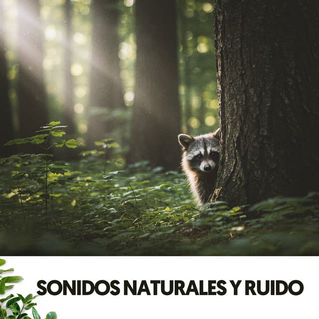 Sonidos Naturales y Ruido: Aire puro en melodía - Ruido Blanco Hart