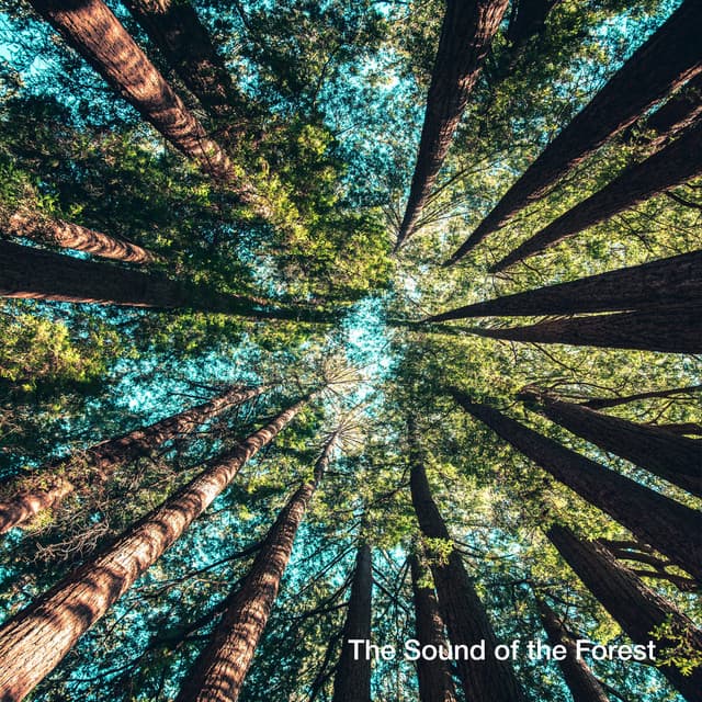 The Sound of the Forest - Water World