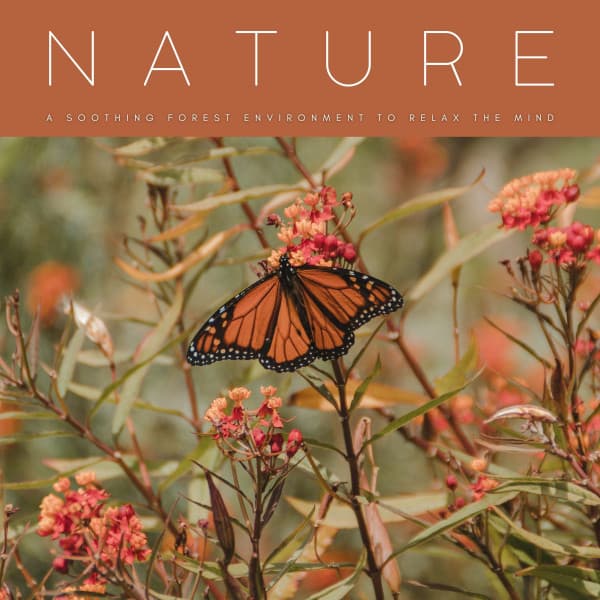 Nature: A Soothing Forest Environment To Relax The Mind - Ambient Forest