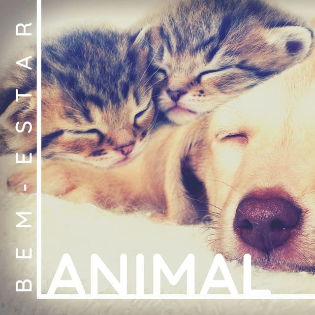 Bem-estar Animal: Terapia do Som para Aliviar o Estresse de Animais de Estimação Nervosos - Ansiedade Tratamento