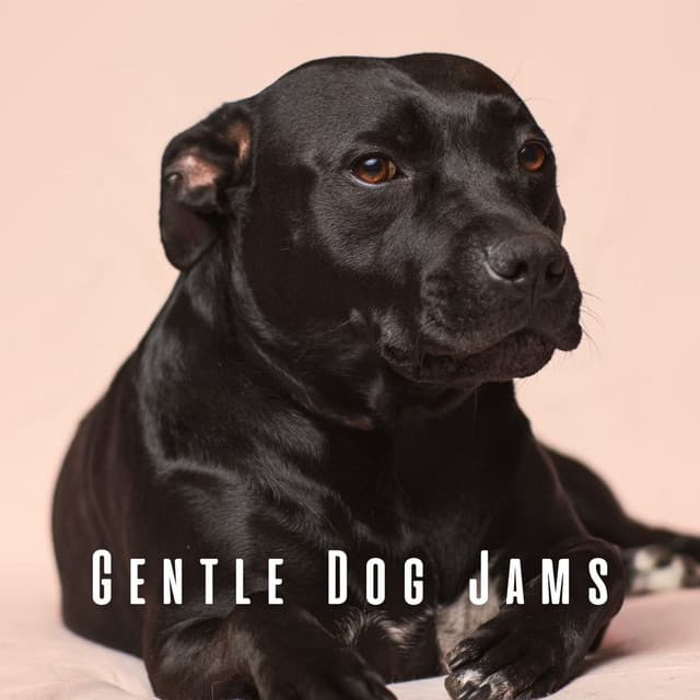 Gentle Dog Jams: Lofi Peaceful Tunes - Lofi City Colours