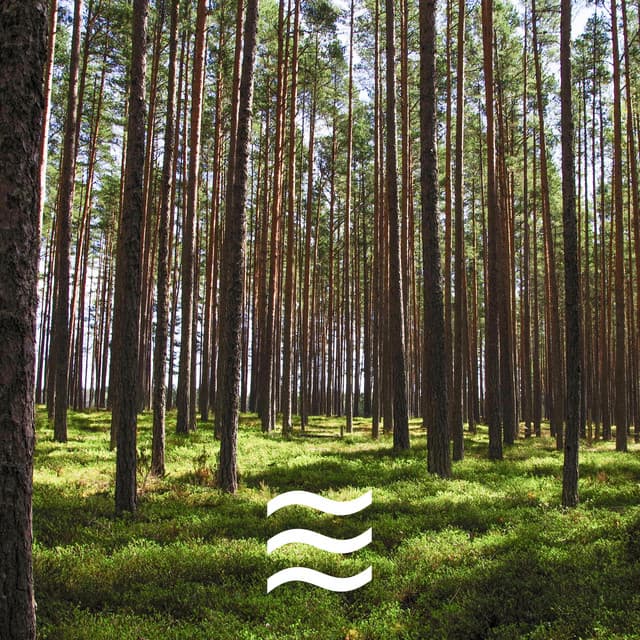 Sonidos relajantes del bosque para el alivio mental - Estudio de sonidos de lluvia