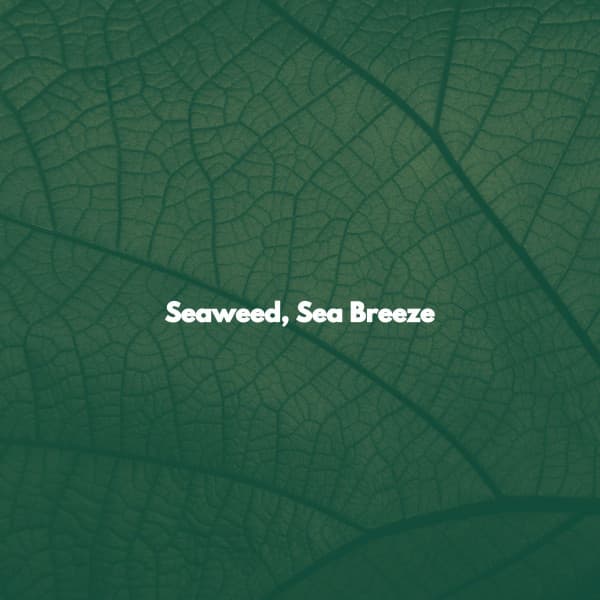 Seaweed, Sea Breeze - Coffee Break Bgm Heaven