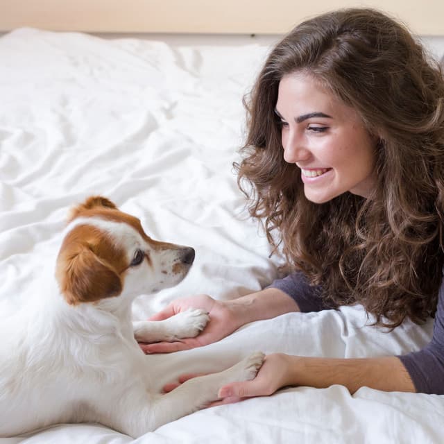 Jazz Piano Wonders: A Dog's Calmness and Delight - Piano Jazz Masters