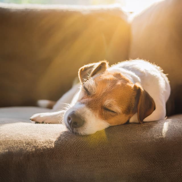 Relajación Suave Para Perros: Música Lofi - Latidos binaurales Soledad