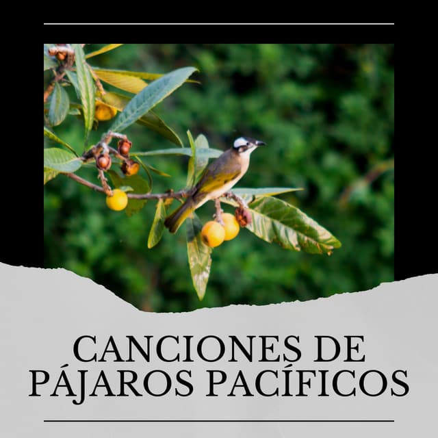 Canciones de Pájaros Pacíficos - Pájaros del Bosque