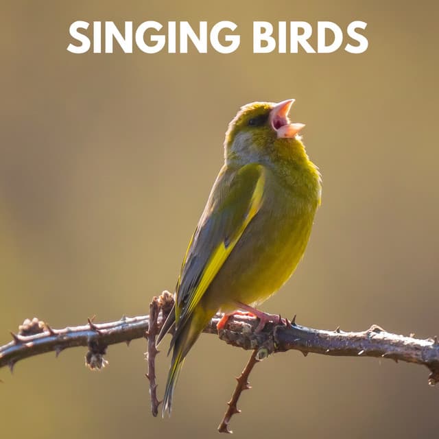 Singing Birds - Calm Singing Birds Zone