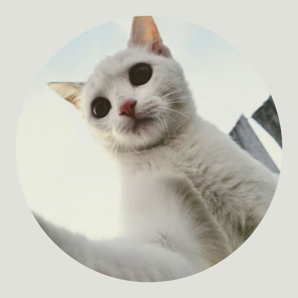 Bgm for Afternoon Cats - Cat Sleeping Music Project