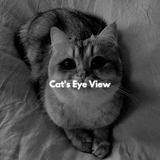Cat's Eye View - RelaxMyCat