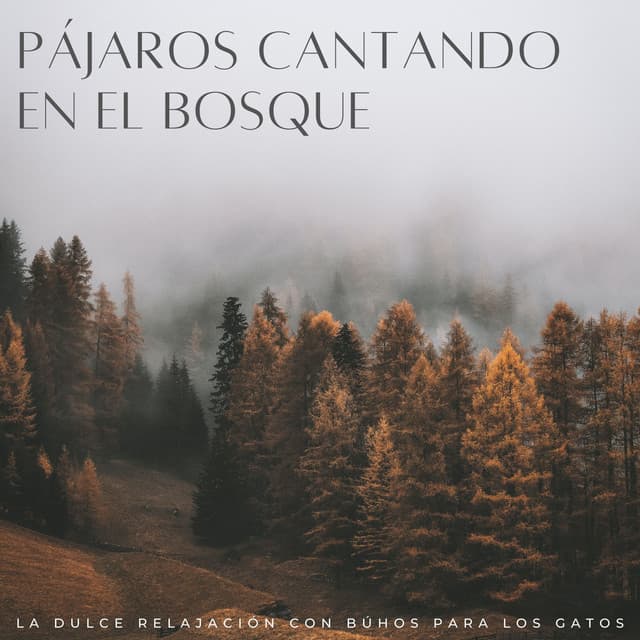 Pájaros Cantando En El Bosque: Encontrar La Paz Interior En Medio Del Aguacero - Frutas de lluvia