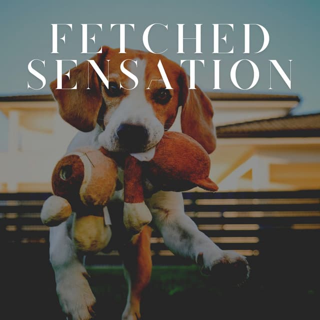 Fetched Sensation - Dog Sleep Academy