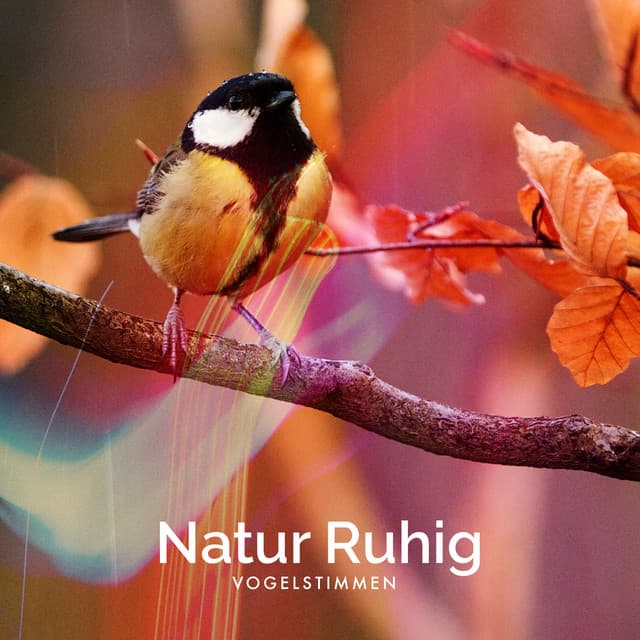 Natur Ruhig - Vogelstimmen