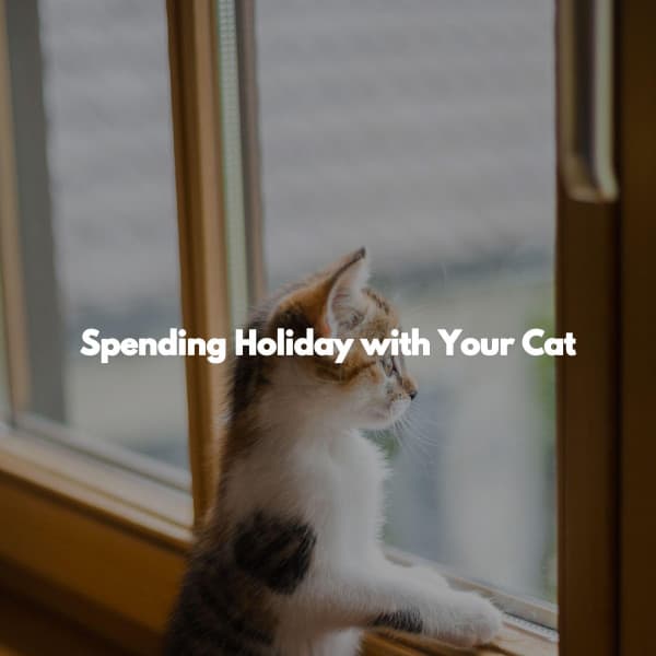 Spending Holiday with Your Cat - Jazz Sax Relax