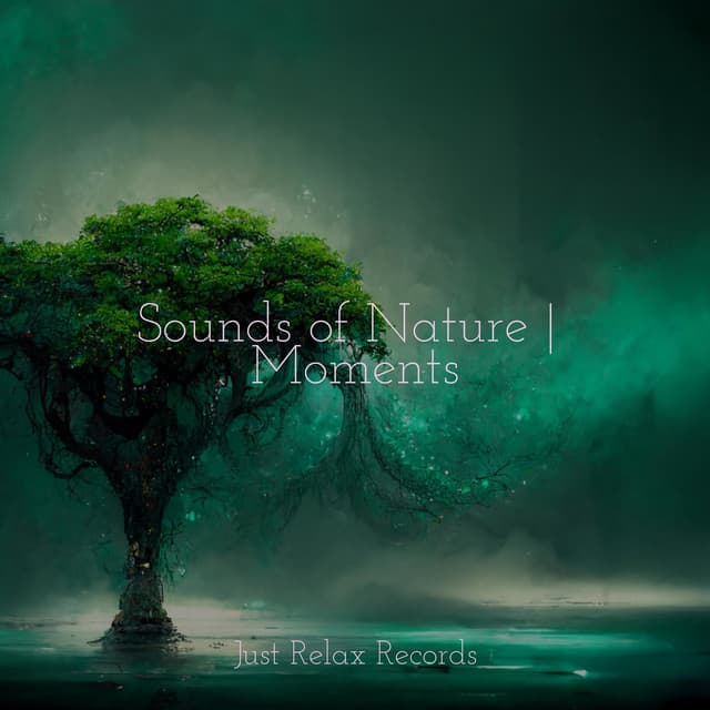 Sounds of Nature | Moments - Sonido Del Bosque y Naturaleza