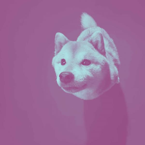 Background Music for Cozy Doggo - Doggy Music Radio