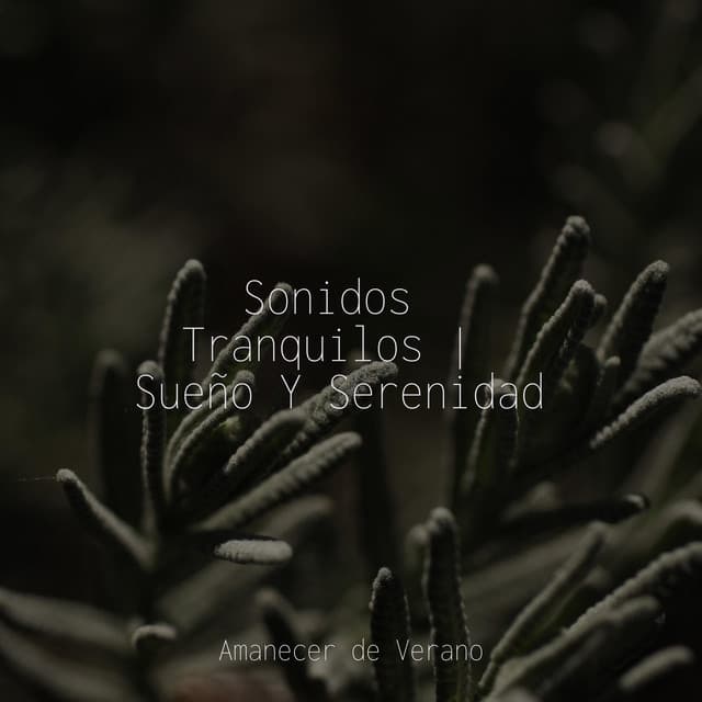 Sonidos Tranquilos | Sueño Y Serenidad - Meditation Spa