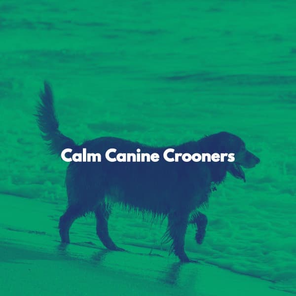 Calm Canine Crooners - Evening Jazz
