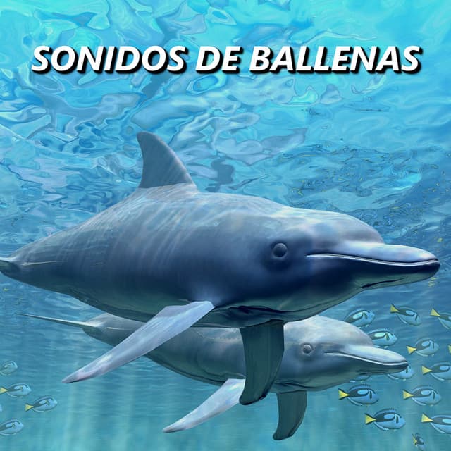 Sonidos De Ballenas