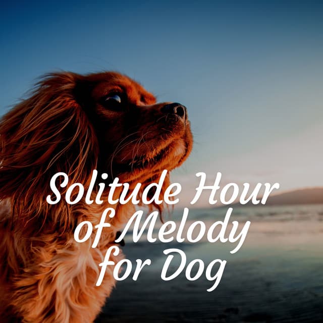 Solitude Hour of Melody for Dog - Music for Calming Dogs