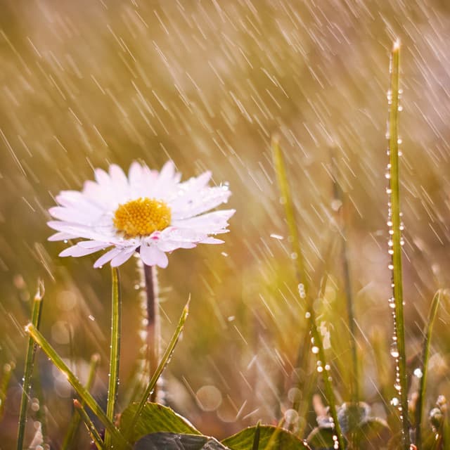 Ethereal Yoga Rain Symphony: Theta Waves - Yoga Meditation Music