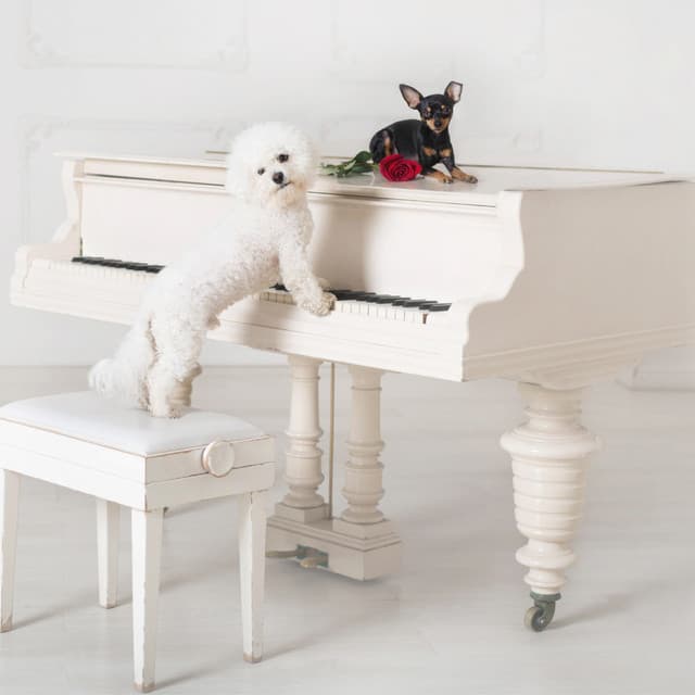 Canine Piano: Dog Relaxation - Relaxing Piano Music Consort