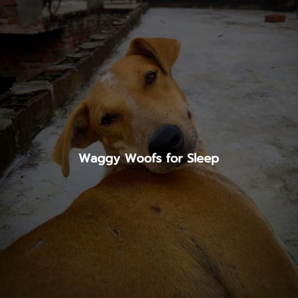 Waggy Woofs for Sleep - Evening Jazz Chill