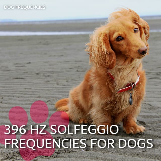 396 Hz Solfeggio Frequencies for Dogs - Dog Frequencies