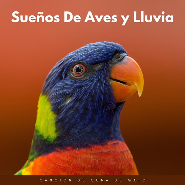 Sueños De Aves Y Lluvia: Canción De Cuna De Gato - Estado de ánimo de lluvia